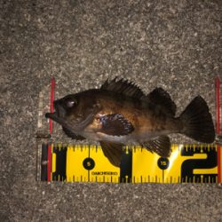 メバリング春爆!