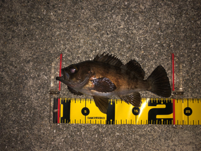 メバリング春爆!