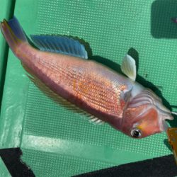 ジギング&LJで高級魚五目達成！