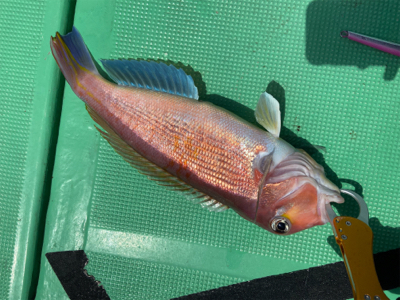 ジギング&LJで高級魚五目達成！