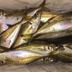 深夜 １人アジング