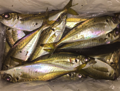 深夜 １人アジング