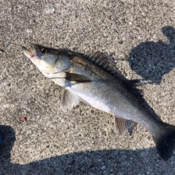岸壁シーバス釣行