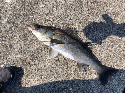 岸壁シーバス釣行