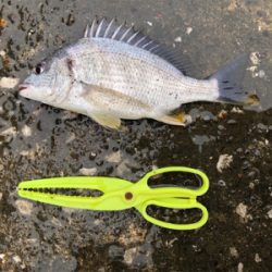 雨のチニング 新調リールにて