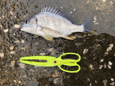 雨のチニング 新調リールにて