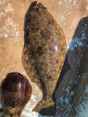 タイラバエギング