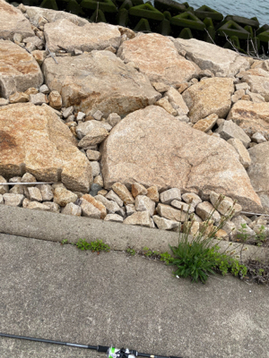 ヒラメ狙いでしたが