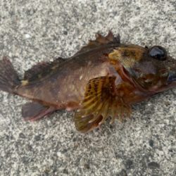 サビキでいろいろ