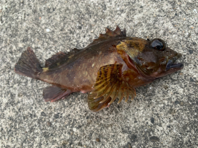 サビキでいろいろ