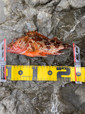 磯ガッシーはでかかった