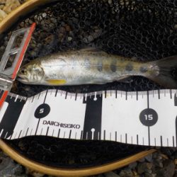 アマゴandウグイ