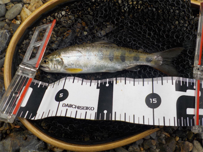 アマゴandウグイ