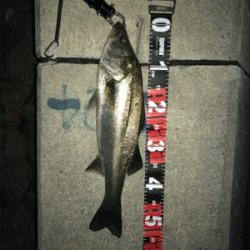 シーバス釣行 1