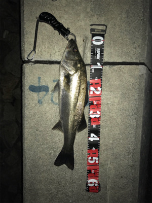 シーバス釣行 1