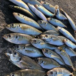 朝マズメアジング