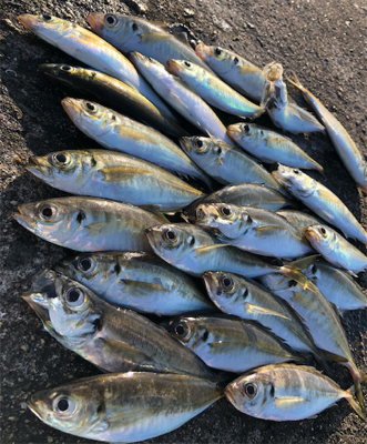 朝マズメアジング