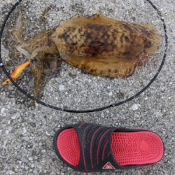 完璧条件下でのエギング