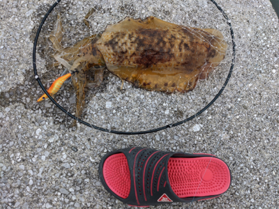 完璧条件下でのエギング