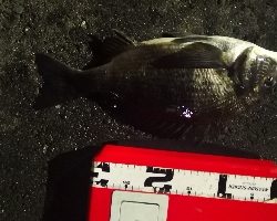 アジング 練習 143