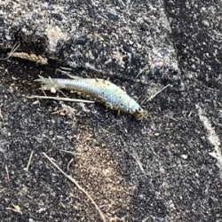 自粛継続中　海はまだ釣り物少ないし