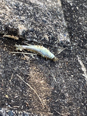自粛継続中　海はまだ釣り物少ないし
