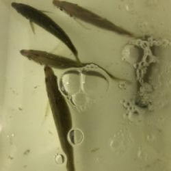 待ちに待ったアジング