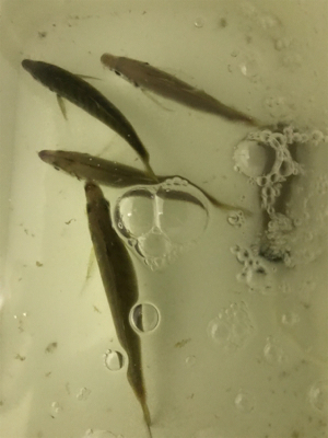 待ちに待ったアジング