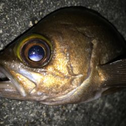 2020ライトゲーム第14戦