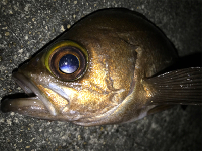 2020ライトゲーム第14戦