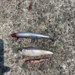 今年初ショア青物