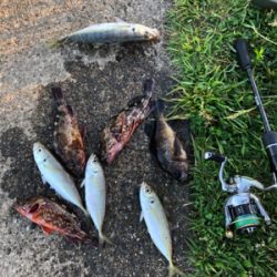 早朝ワインドゲーム