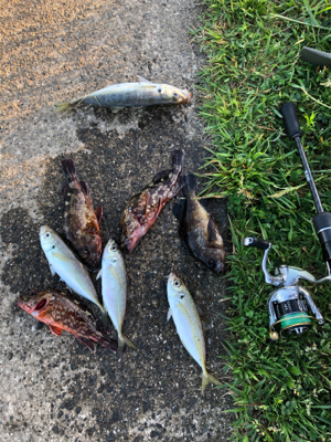 早朝ワインドゲーム