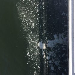 青物調査ながら何とか。。。