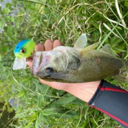 午前バスフィッシング