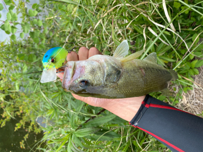 午前バスフィッシング