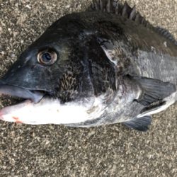 朝からノッコミチヌ