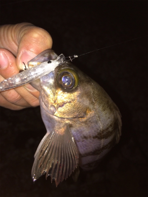 アジもメバルもどっちもいいね!