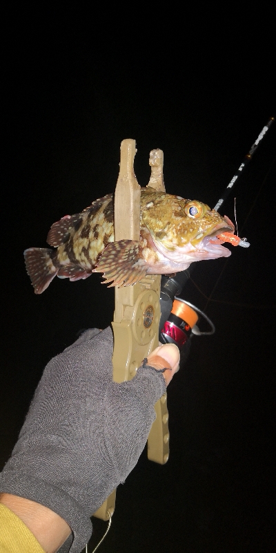 アジング 練習144