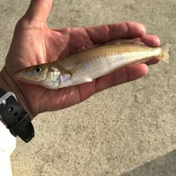 ライトタックルでキス釣り