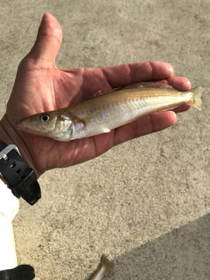 ライトタックルでキス釣り