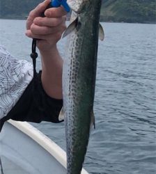 敦賀湾小舟釣り