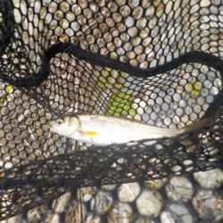 カワムツ釣り？いやいやアマゴ狙い苦笑