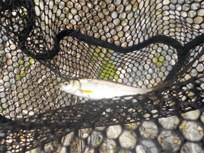 カワムツ釣り？いやいやアマゴ狙い苦笑