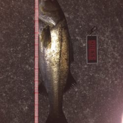 バチ抜けシーバス