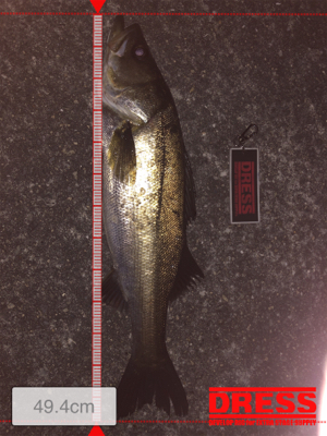 バチ抜けシーバス