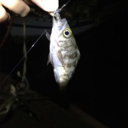 初場所にてメバリング