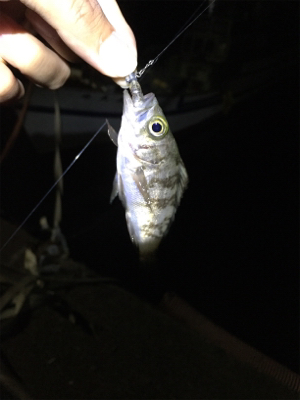 初場所にてメバリング