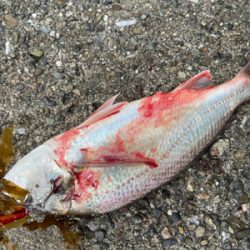 美味しいグチゲット^_^！