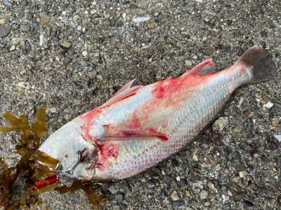 美味しいグチゲット^_^！